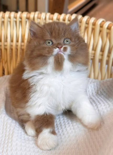 British Longhair