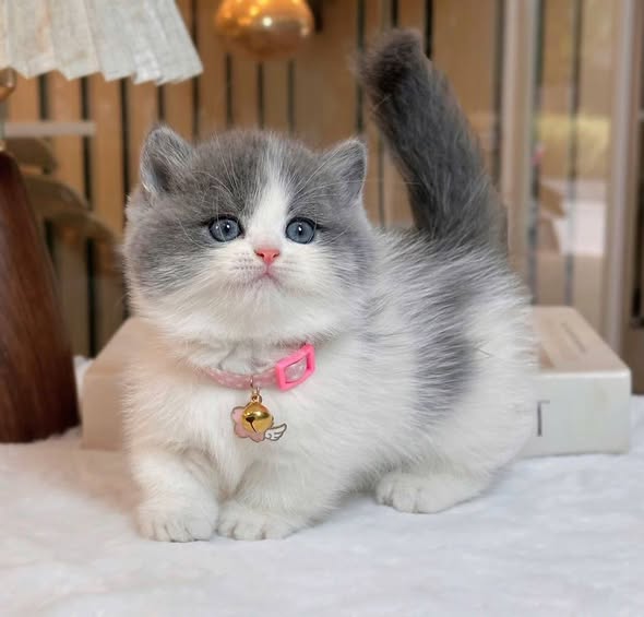 Munchkin