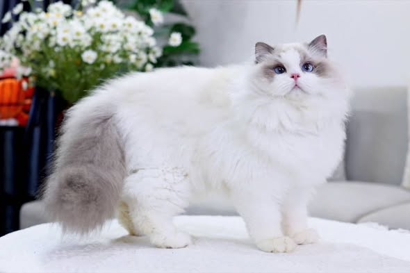 Ragdoll