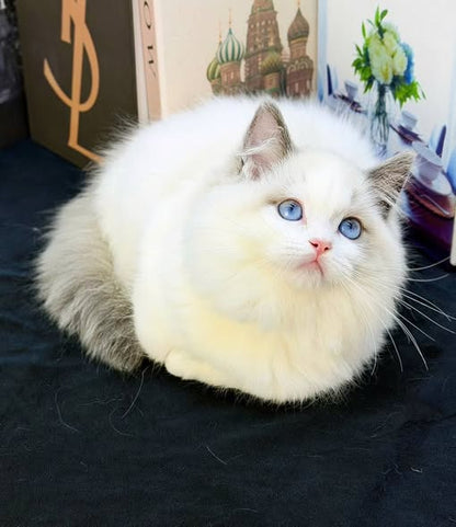 Ragdoll