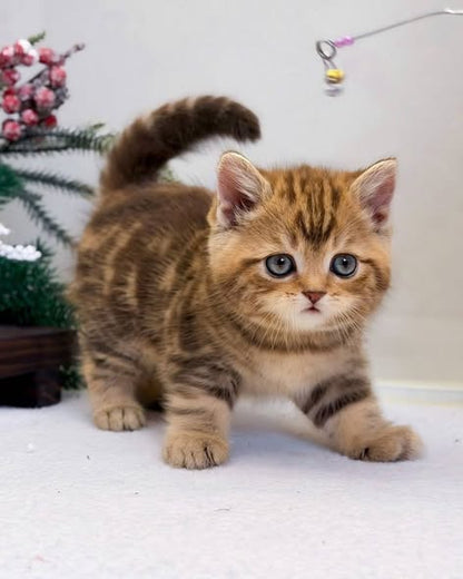 British Shorthair