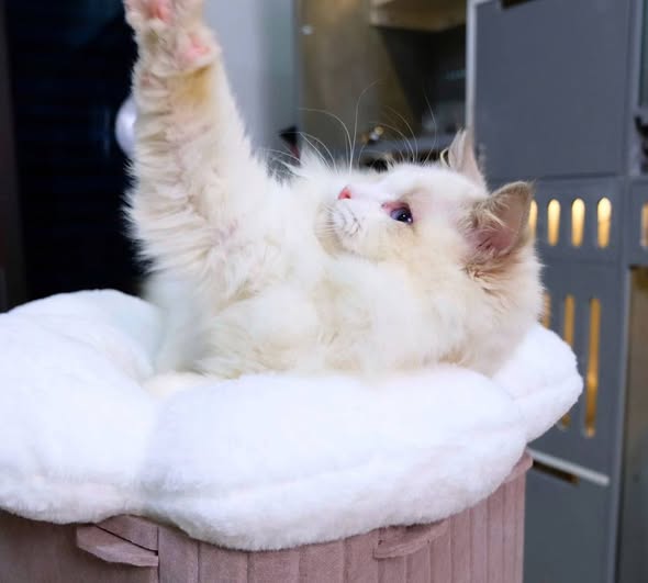 Ragdoll