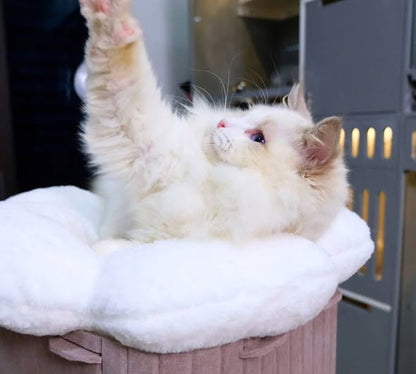 Ragdoll