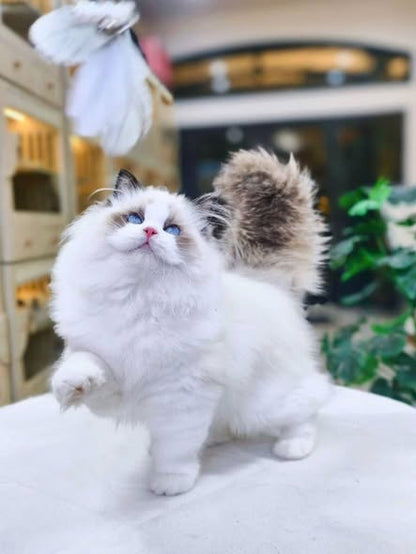 Ragdoll
