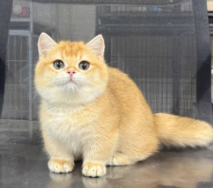 Munchkin