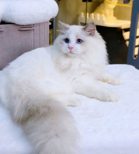 Ragdoll