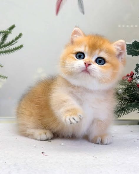 Munchkin