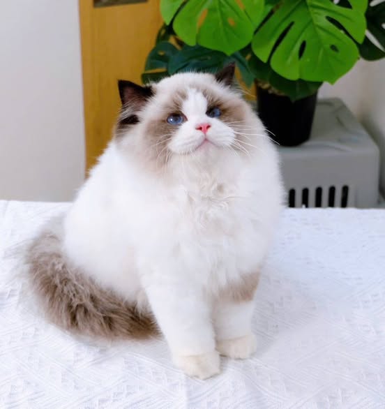 Ragdoll
