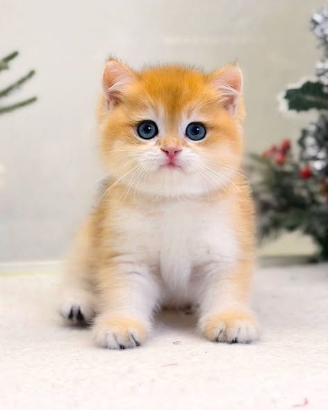 Munchkin