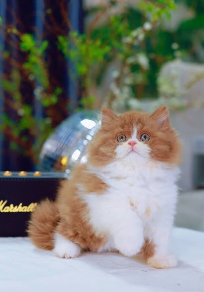 British Longhair