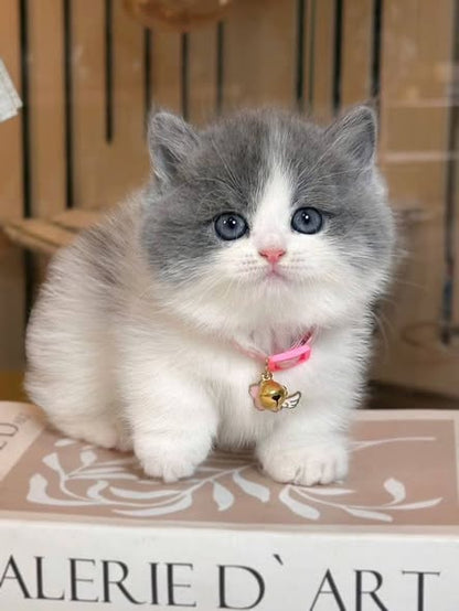 Munchkin
