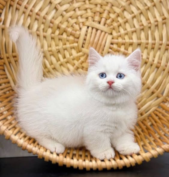 Munchkin