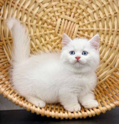Munchkin