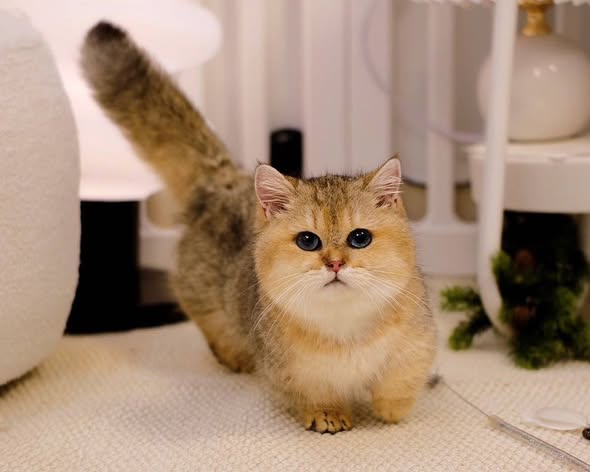 Munchkin
