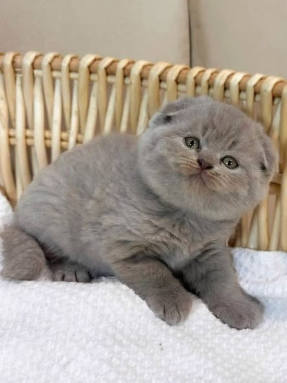 Scottish Fold