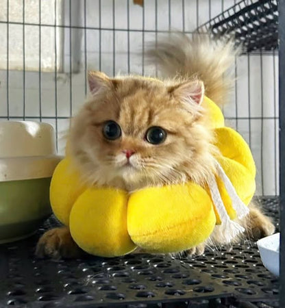 Munchkin Longhair