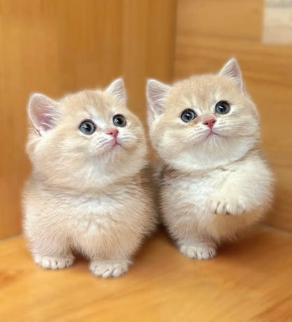 Munchkin