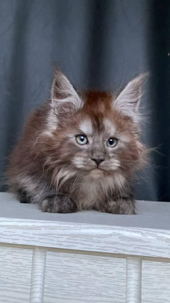 Maine Coon