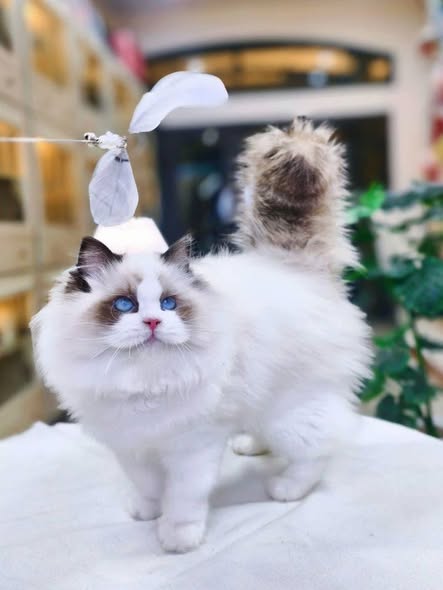 Ragdoll