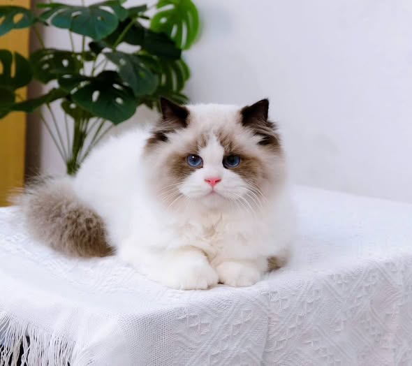 Ragdoll