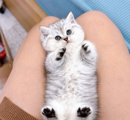 Munchkin