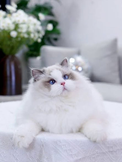 Ragdoll