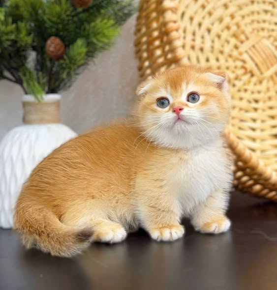 Munchkin Fold