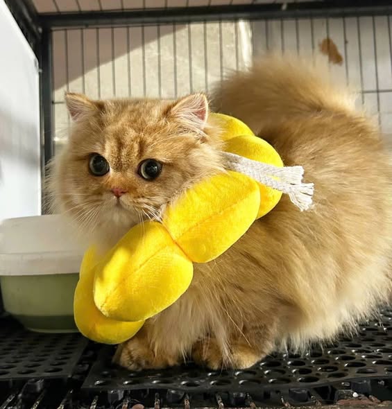 Munchkin Longhair