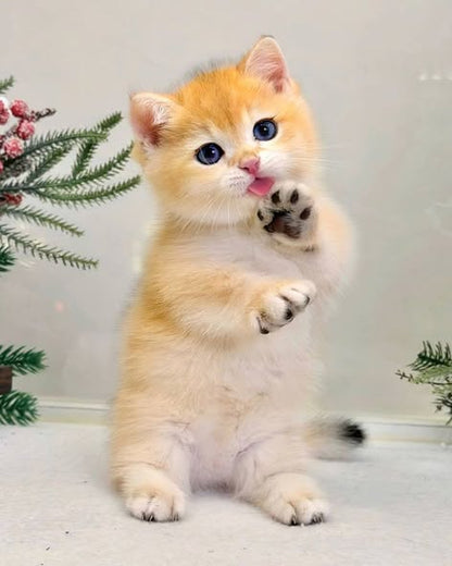 Munchkin