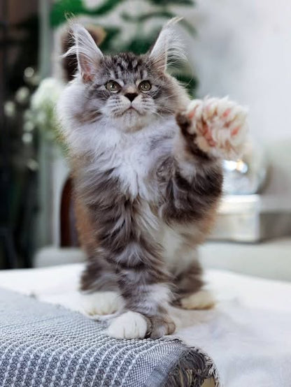 Maine Coon
