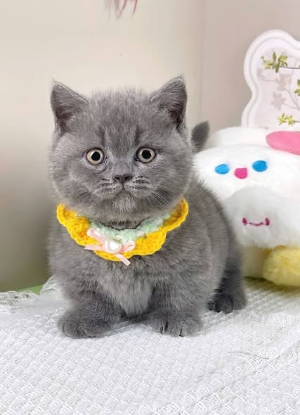 Munchkin