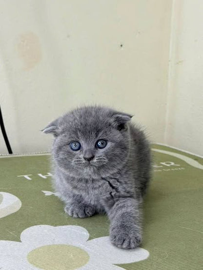 Scottish Fold