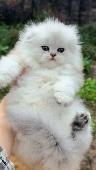 Scottish Fold Longhair