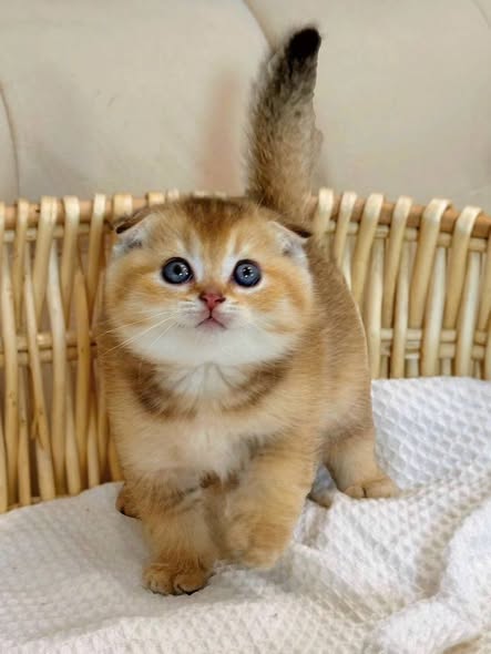 Scottish Fold