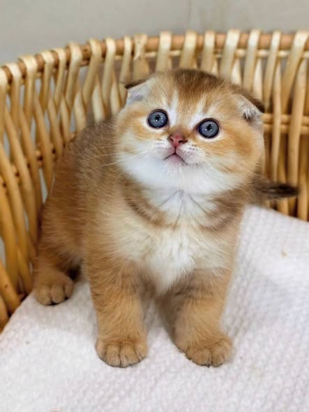 Scottish Fold