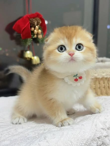 Munchkin Fold