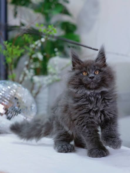 Maine Coon