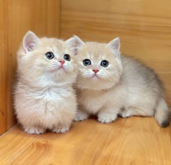 Munchkin