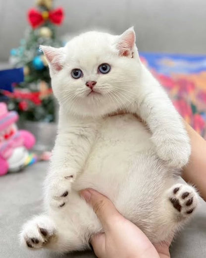 British Shorthair