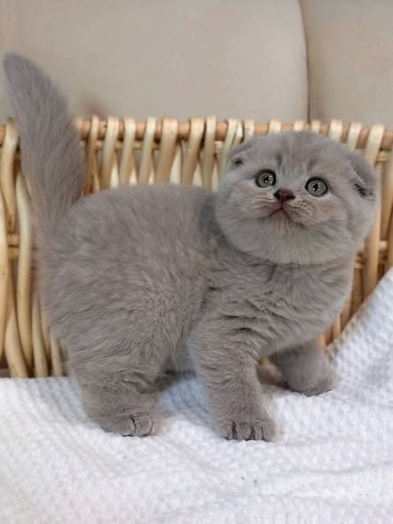 Scottish Fold