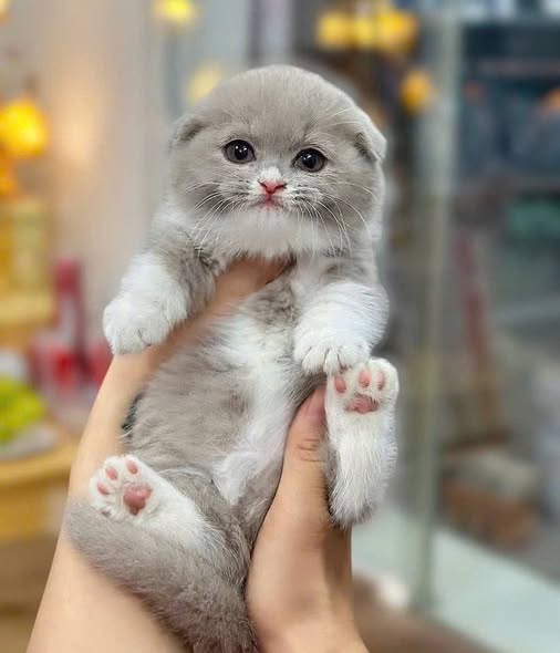 Munchkin Fold