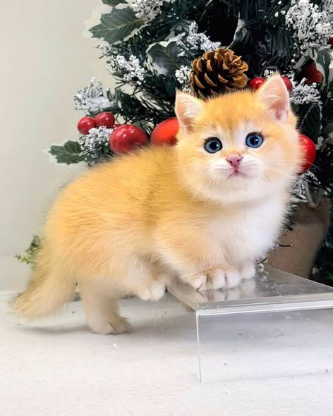 Munchkin