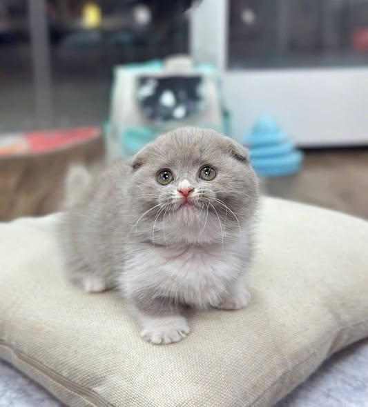 Munchkin Fold