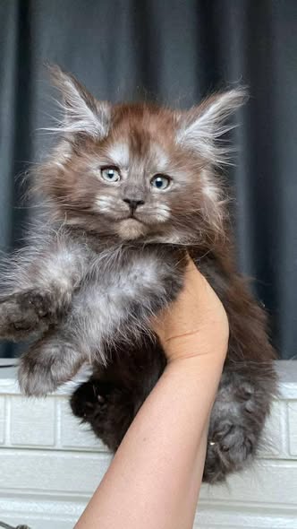 Maine Coon