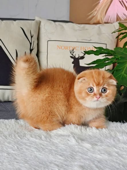 Munchkin Fold