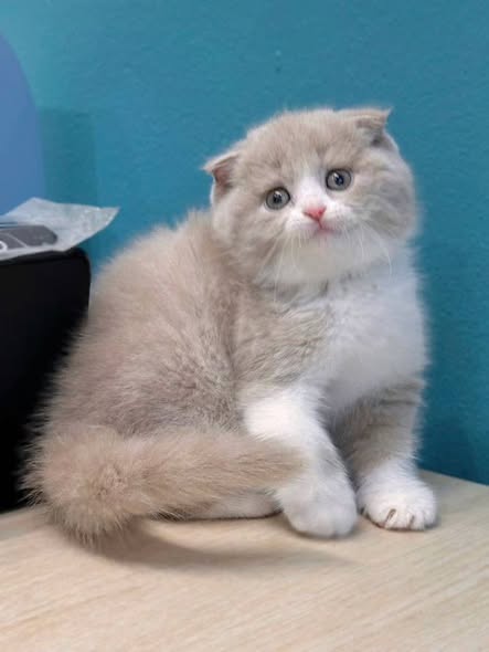 Scottish Fold