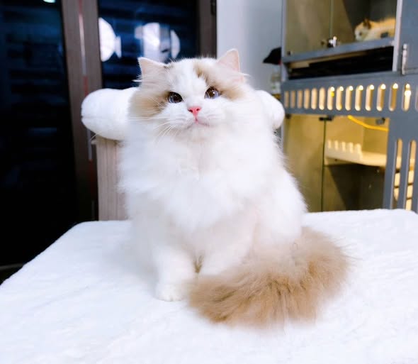 Ragdoll