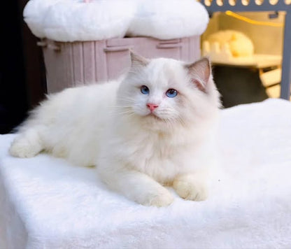 Ragdoll