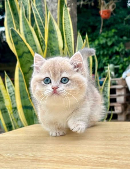 Munchkin