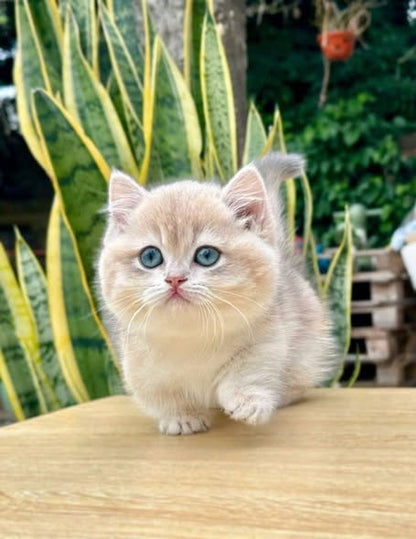 Munchkin